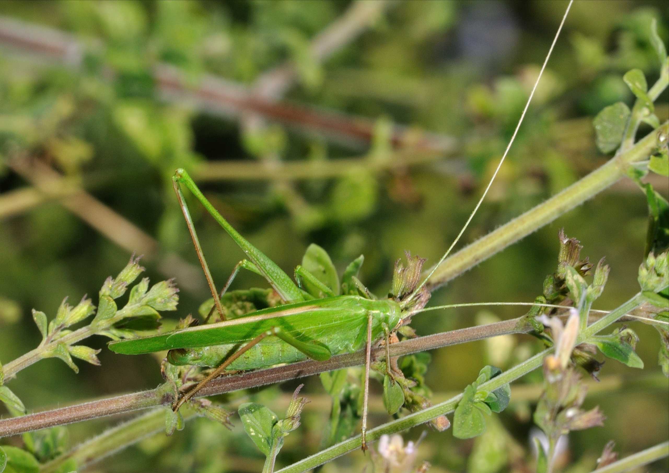 Tylopsis lilifolia